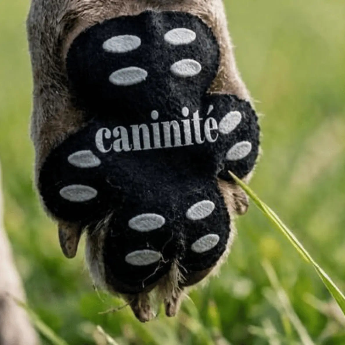 Caninité | Protections de Coussinets | Anti Coup de Chaleur