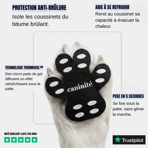 Caninité | Protections de Coussinets | Anti Coup de Chaleur