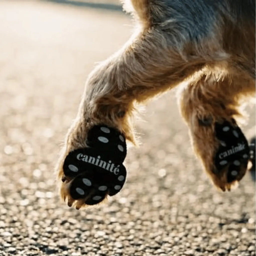 Caninité | Protections de Coussinets | Anti Coup de Chaleur