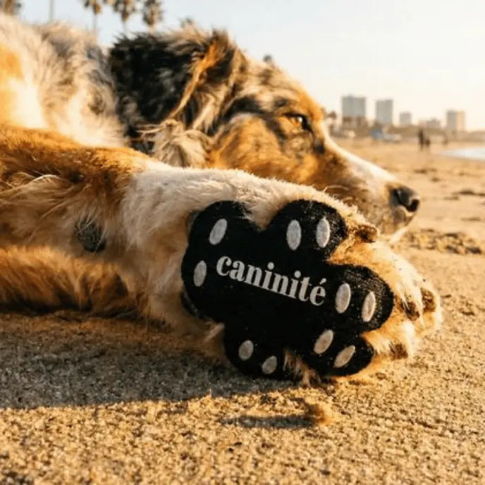 Caninité | Protections de Coussinets | Anti Coup de Chaleur